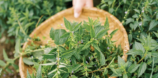 The Ultimate Herbal Supplements Guide